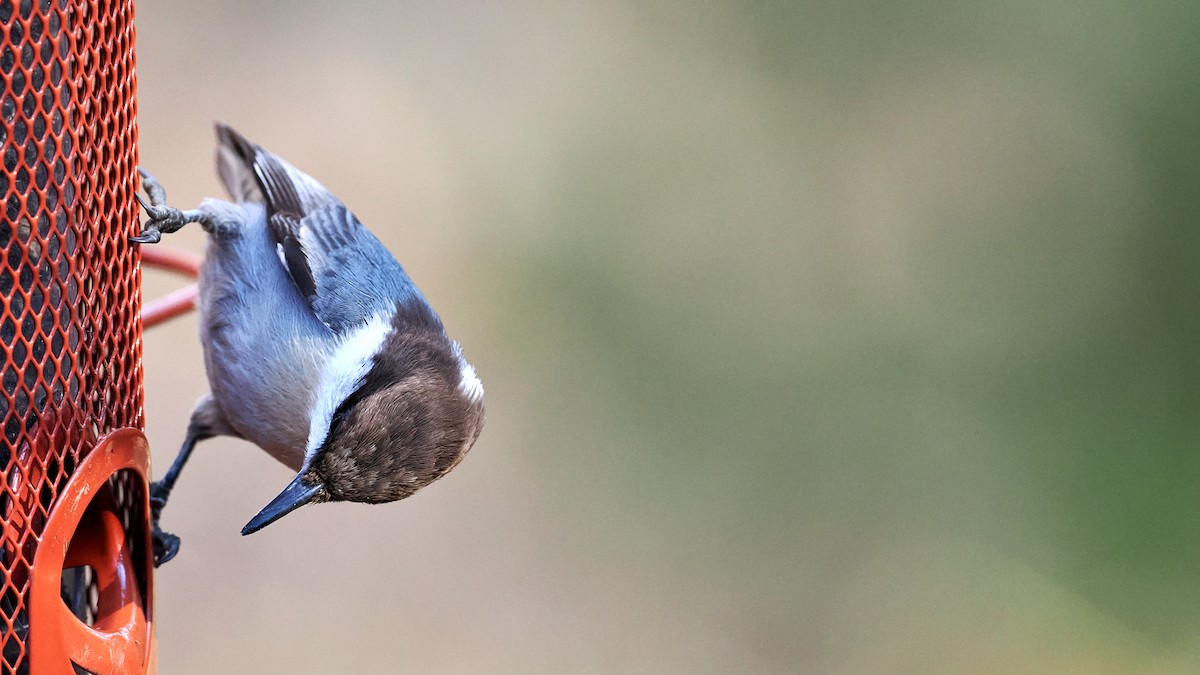 Sittelle à tête brune - ML645510004