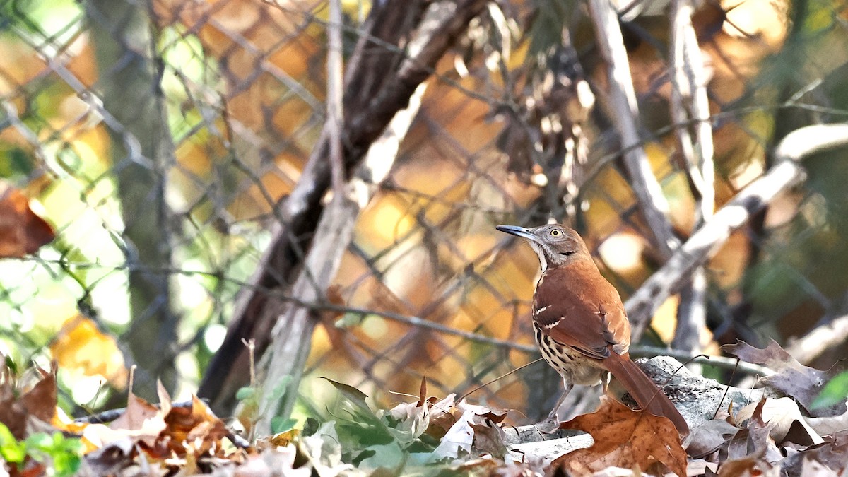 Brown Thrasher - ML645510007