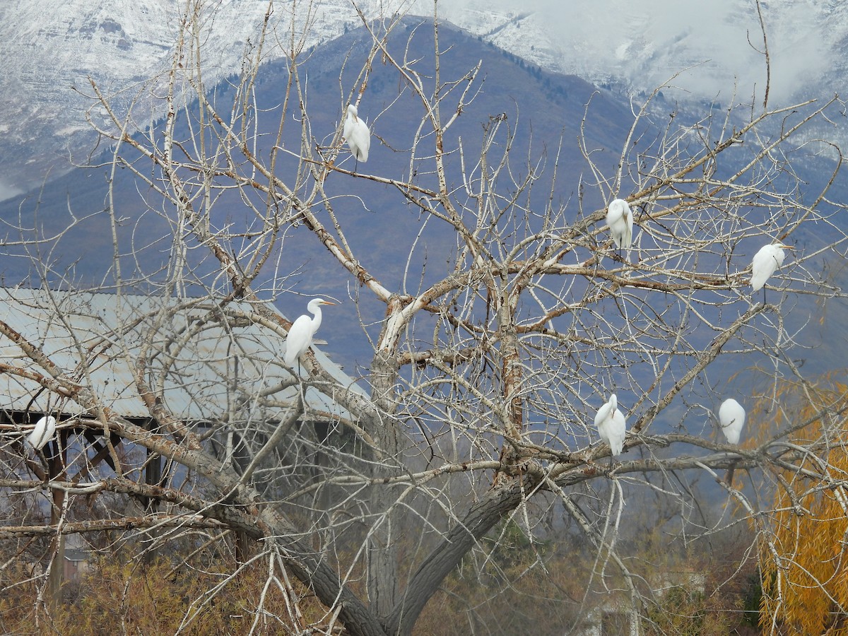 Great Egret - ML645510008