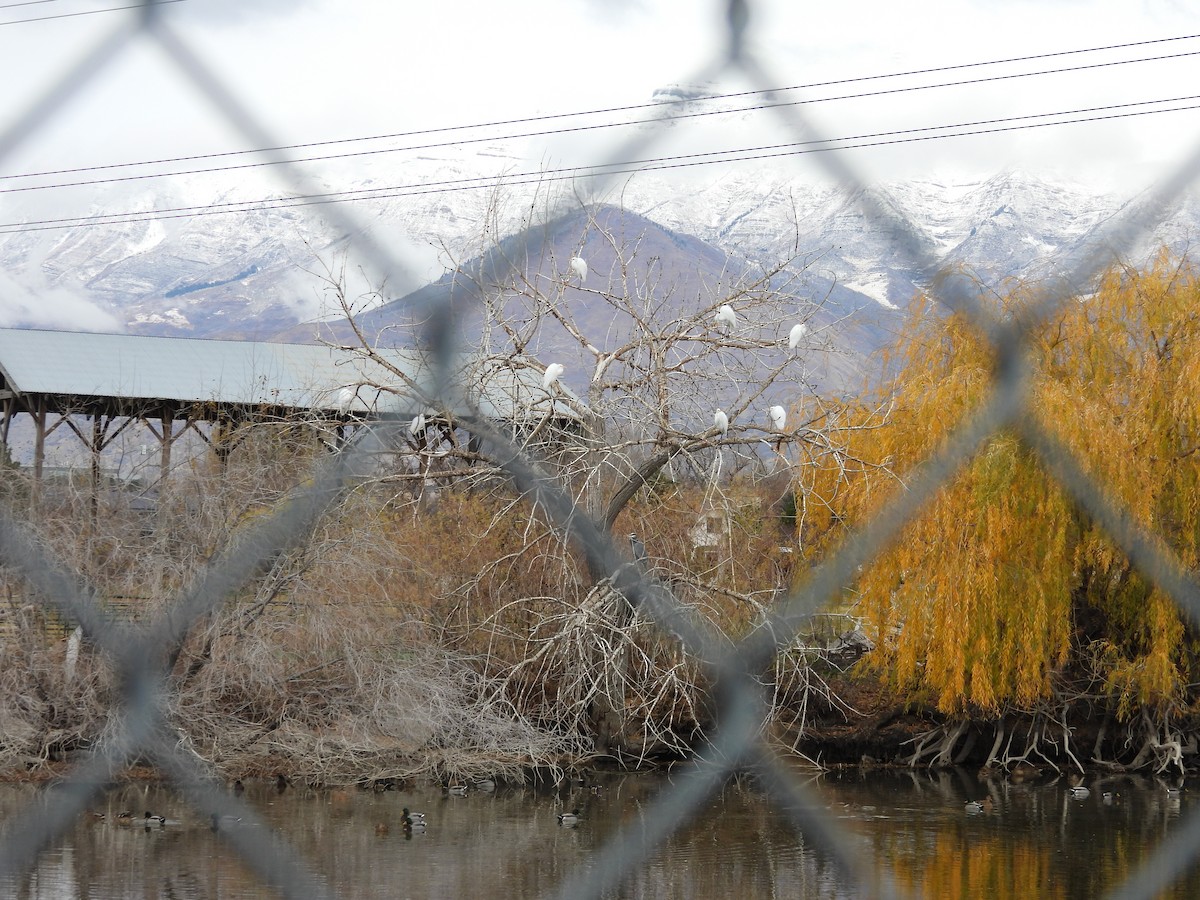 Great Egret - ML645510009