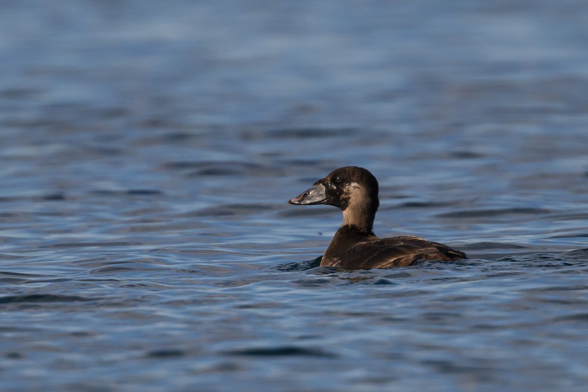 Surf Scoter - ML645510013