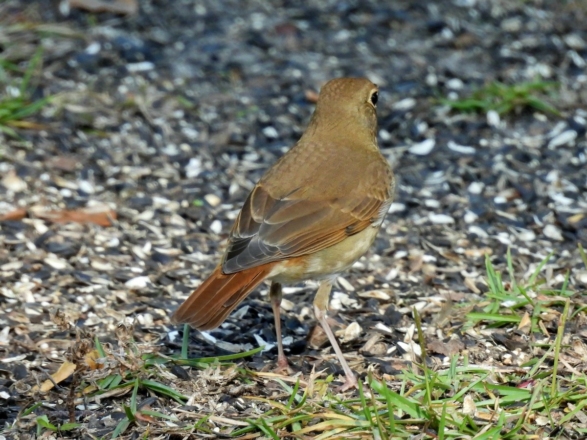 チャイロコツグミ - ML645510016