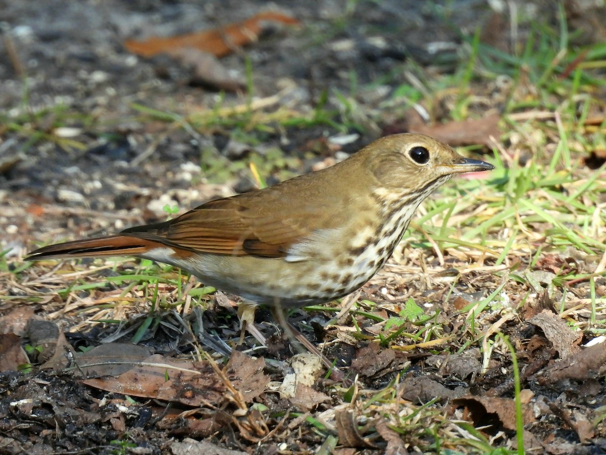 チャイロコツグミ - ML645510017