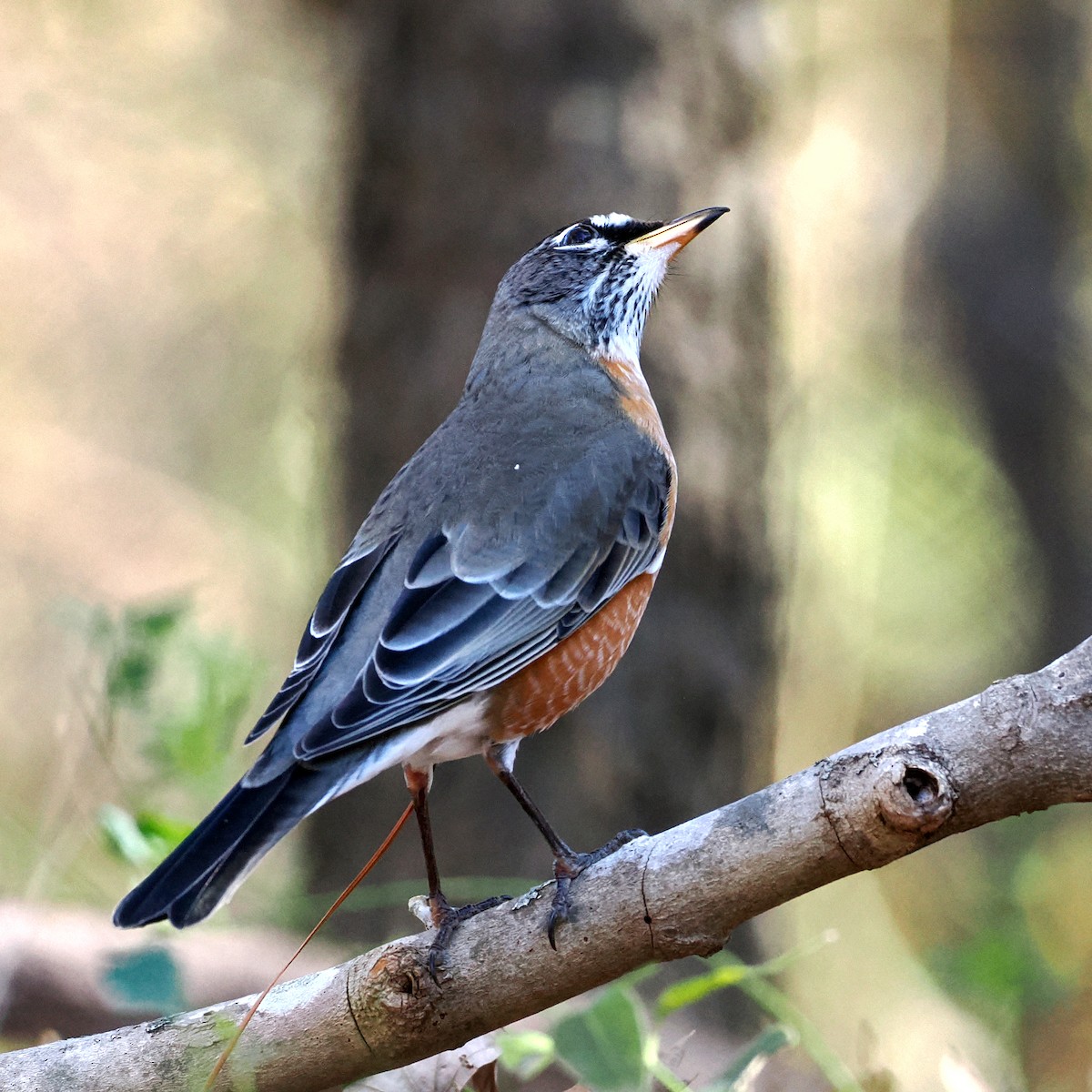 American Robin - ML645510018