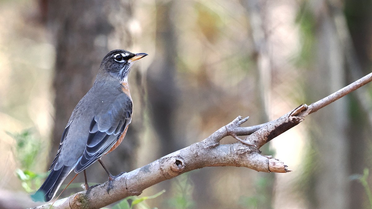 American Robin - ML645510020
