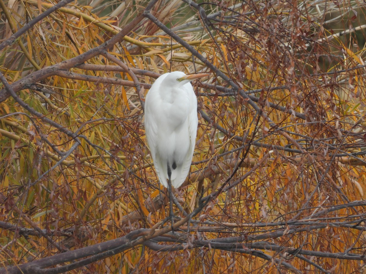 volavka bělostná - ML645510021