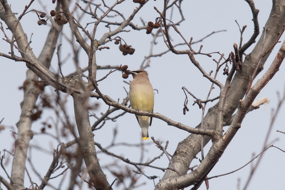 Cedar Waxwing - ML645510022