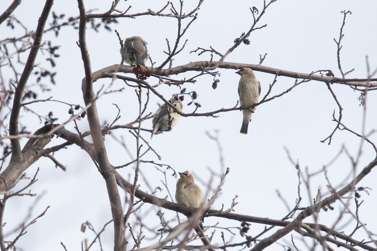 Cedar Waxwing - ML645510023