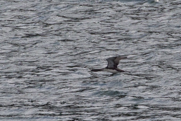 Red-throated Loon - ML645510030