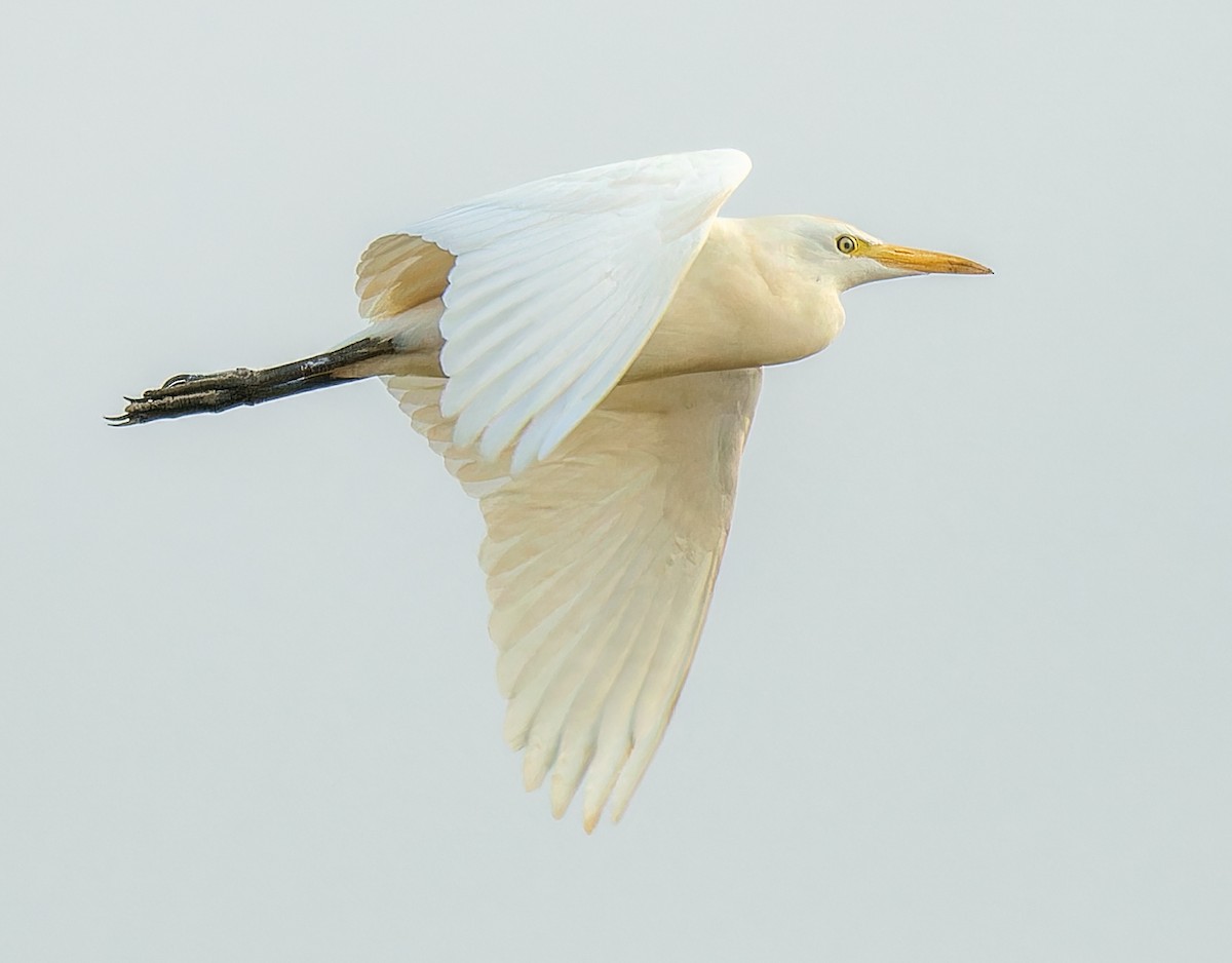 Western Cattle-Egret - ML645510037