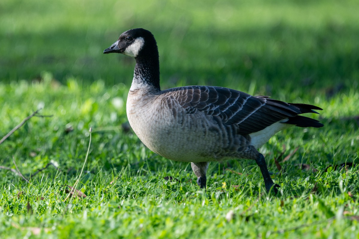 Cackling Goose (Aleutian) - ML645510053