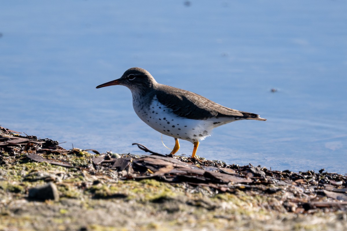 Spotted Sandpiper - ML645510056