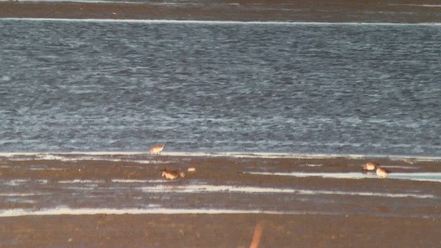 Short-billed Dowitcher - ML645510068