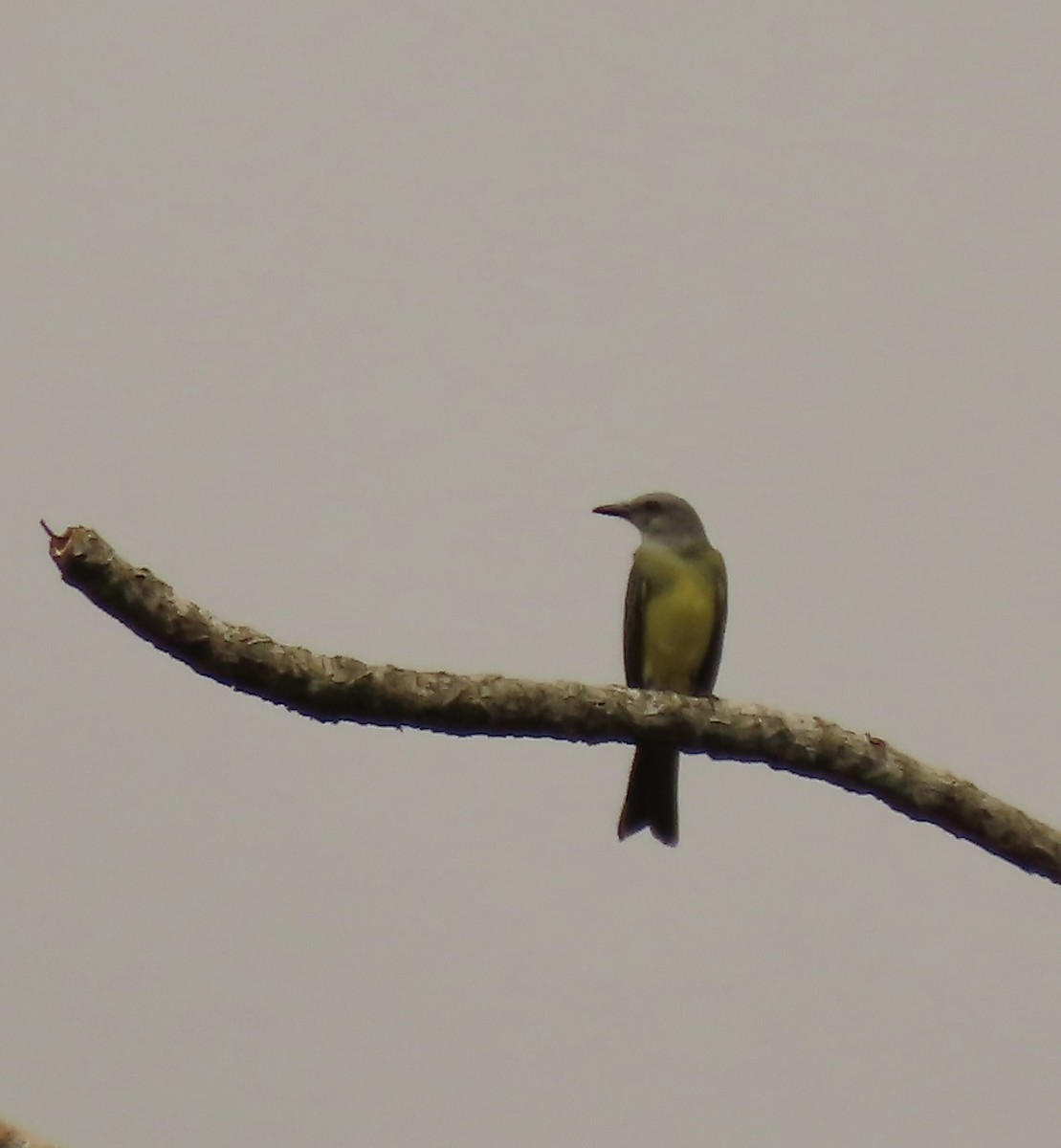 Tropical Kingbird - ML645510069