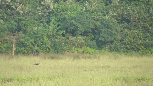 Değişken Atmaca Kartalı - ML645510070