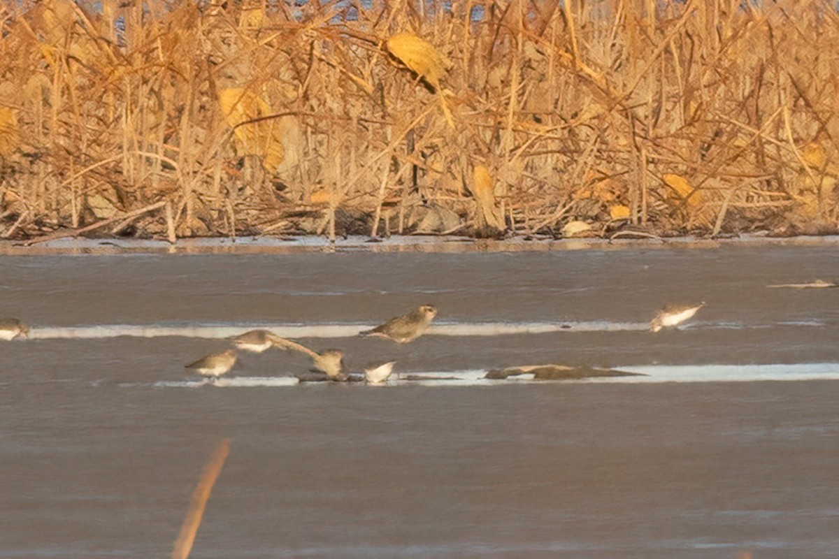 American Golden-Plover - ML645510072