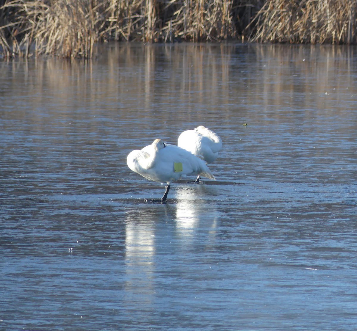 Trumpeter Swan - ML645510073