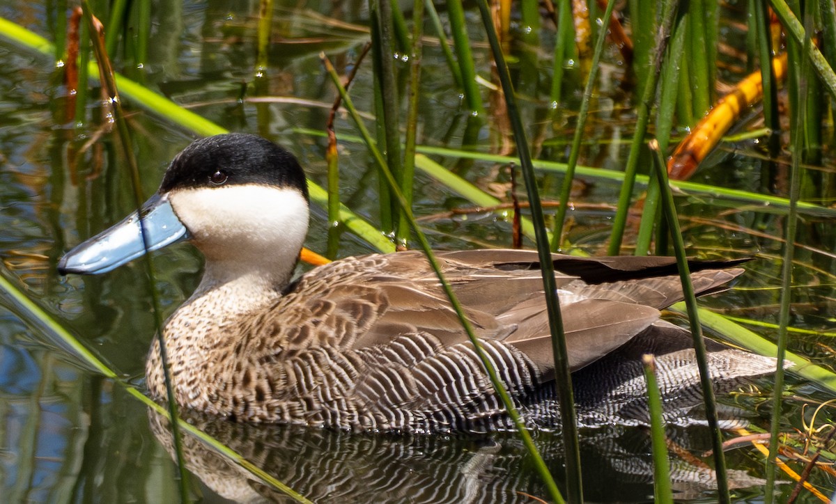 Puna Teal - ML645510079