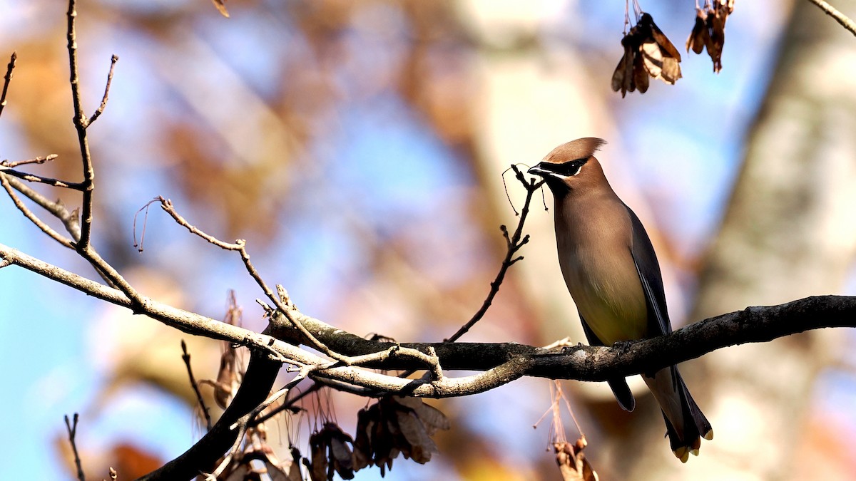 Cedar Waxwing - ML645510096