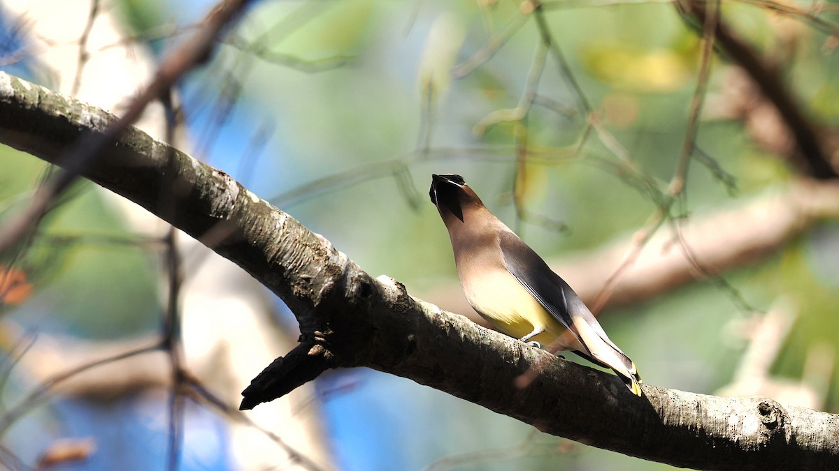 Cedar Waxwing - ML645510101