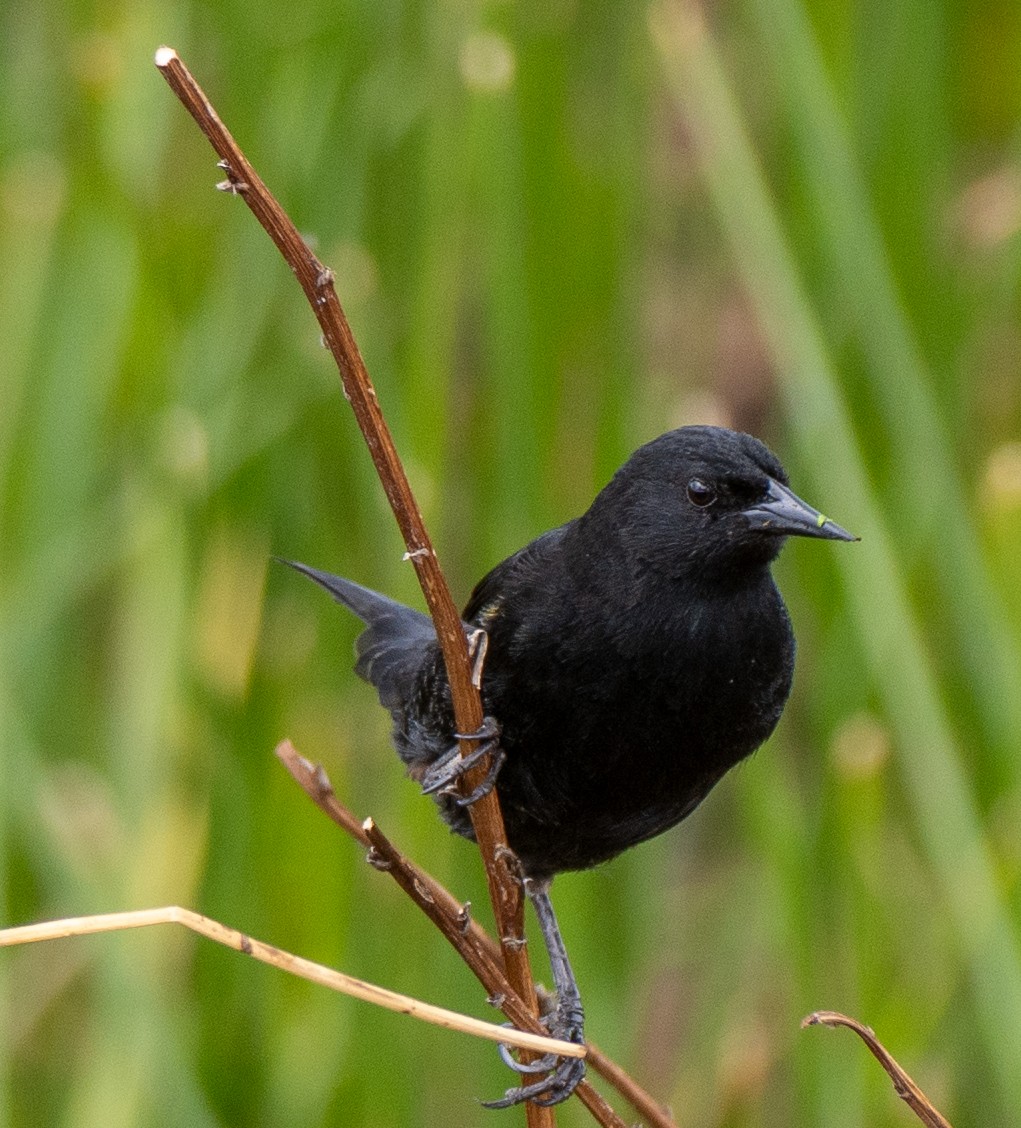 Yellow-winged Blackbird - ML645510105