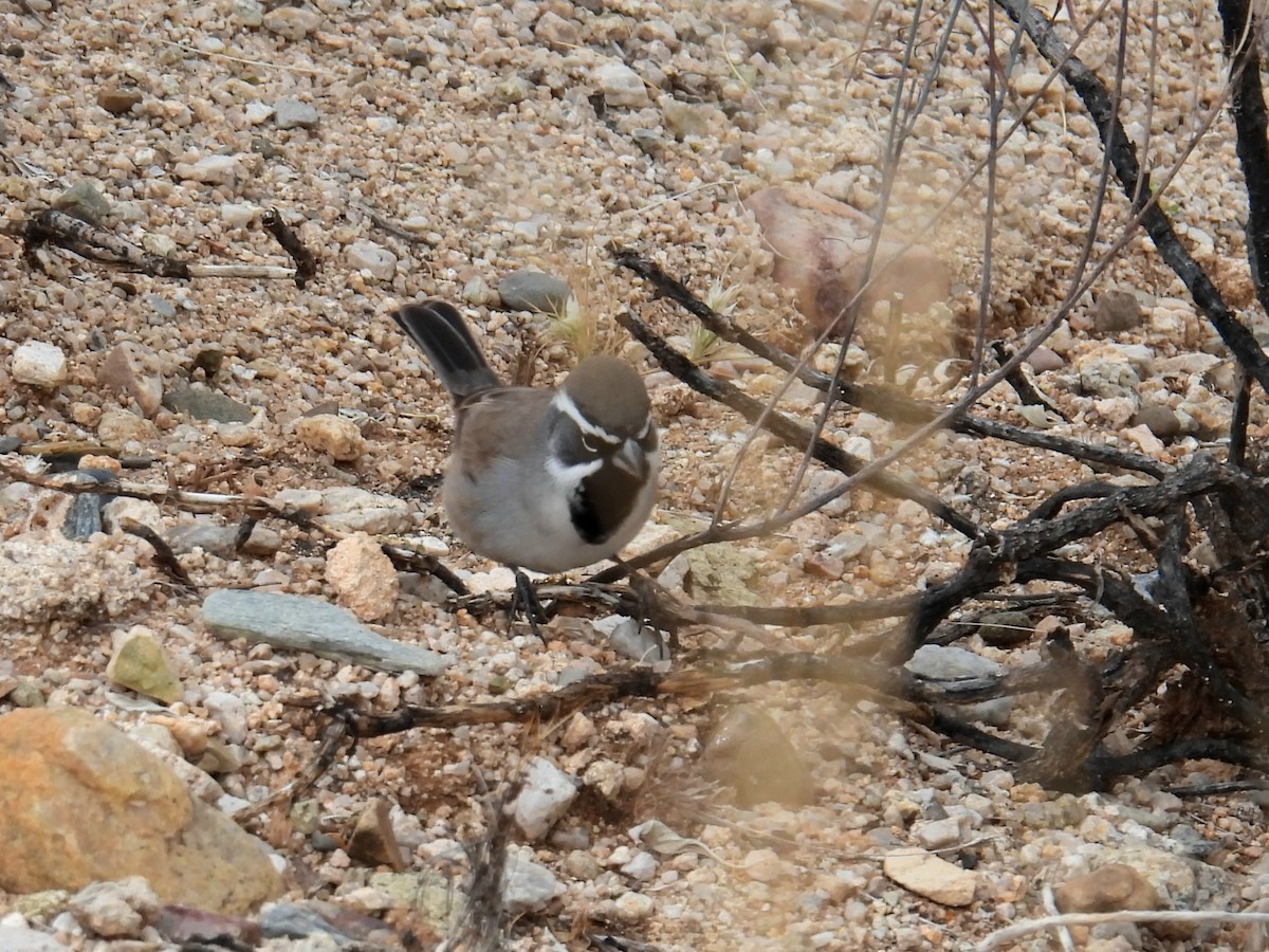 Black-throated Sparrow - ML645510112