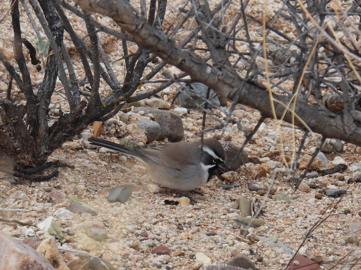 Black-throated Sparrow - ML645510113