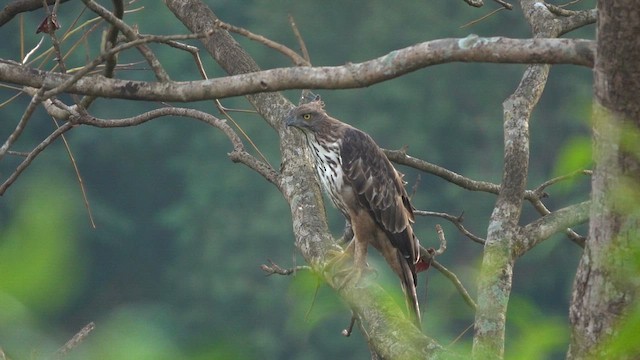 Değişken Atmaca Kartalı - ML645510114