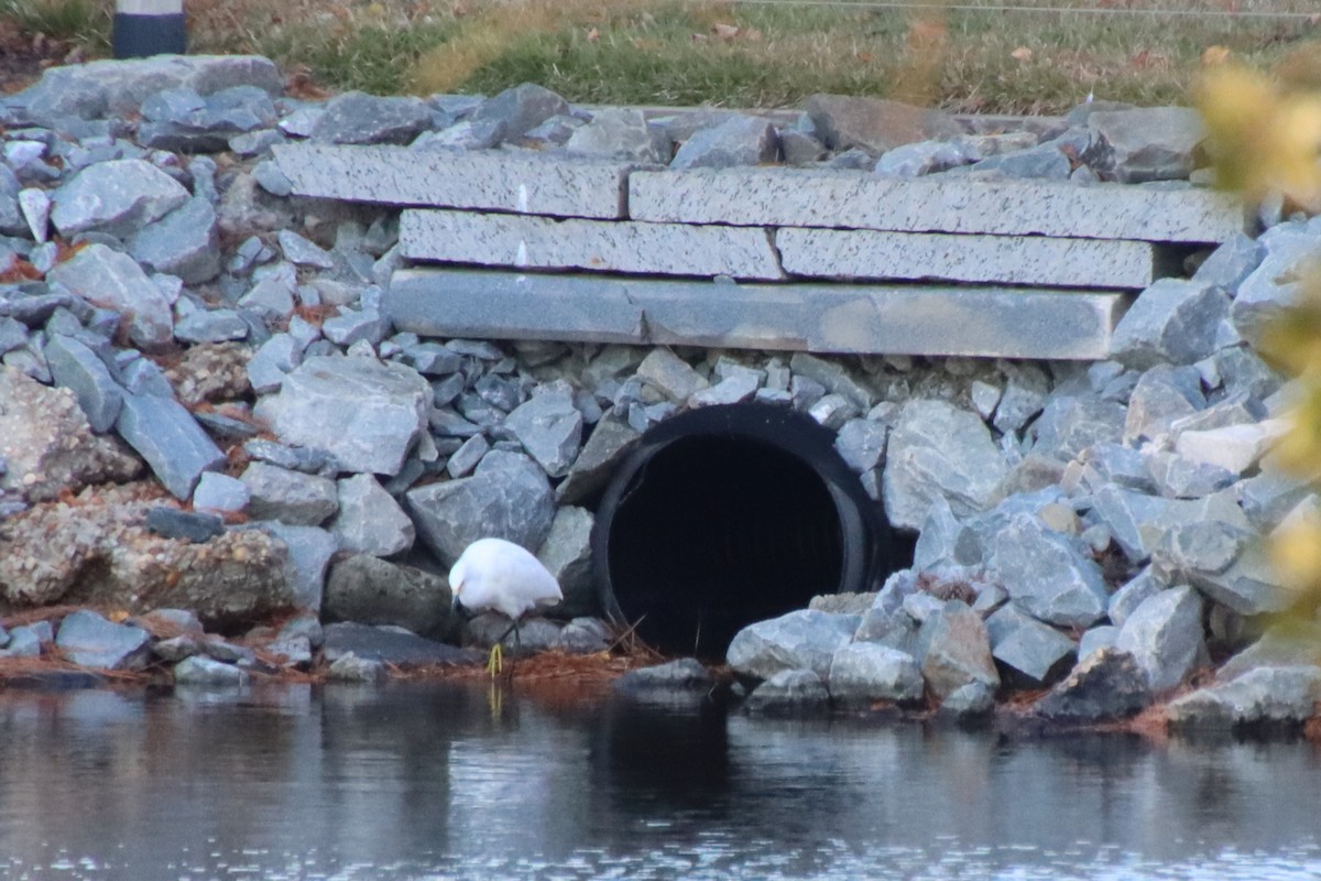 Snowy Egret - ML645510123