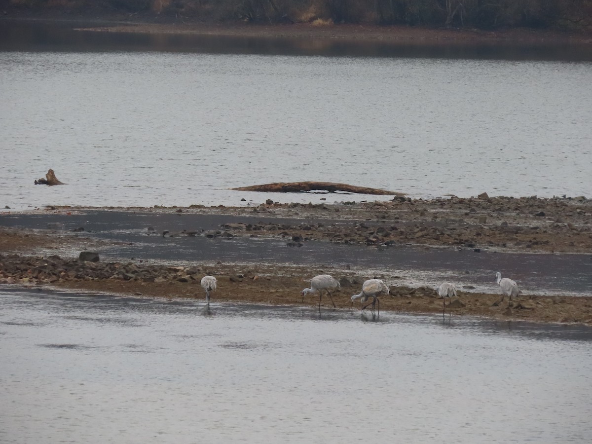 jeřáb kanadský - ML645510126