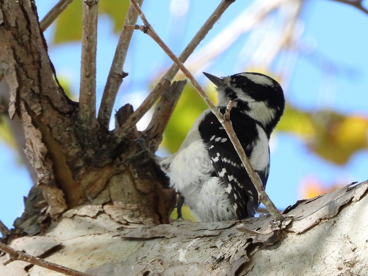 Downy Woodpecker - ML645510143
