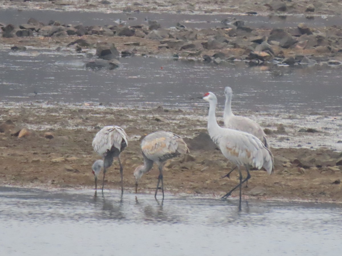 jeřáb kanadský - ML645510144