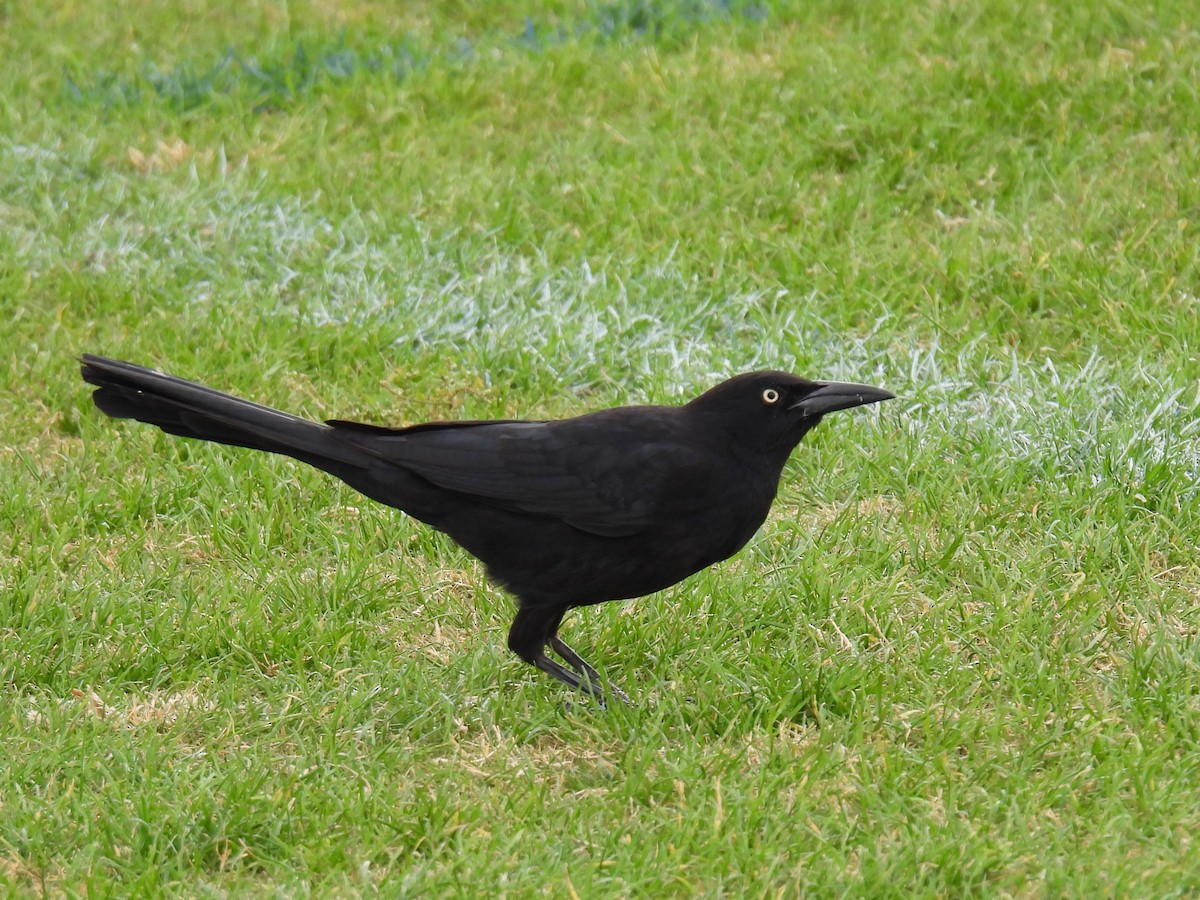 Great-tailed Grackle - ML645510146