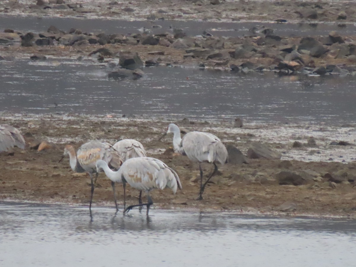 jeřáb kanadský - ML645510150