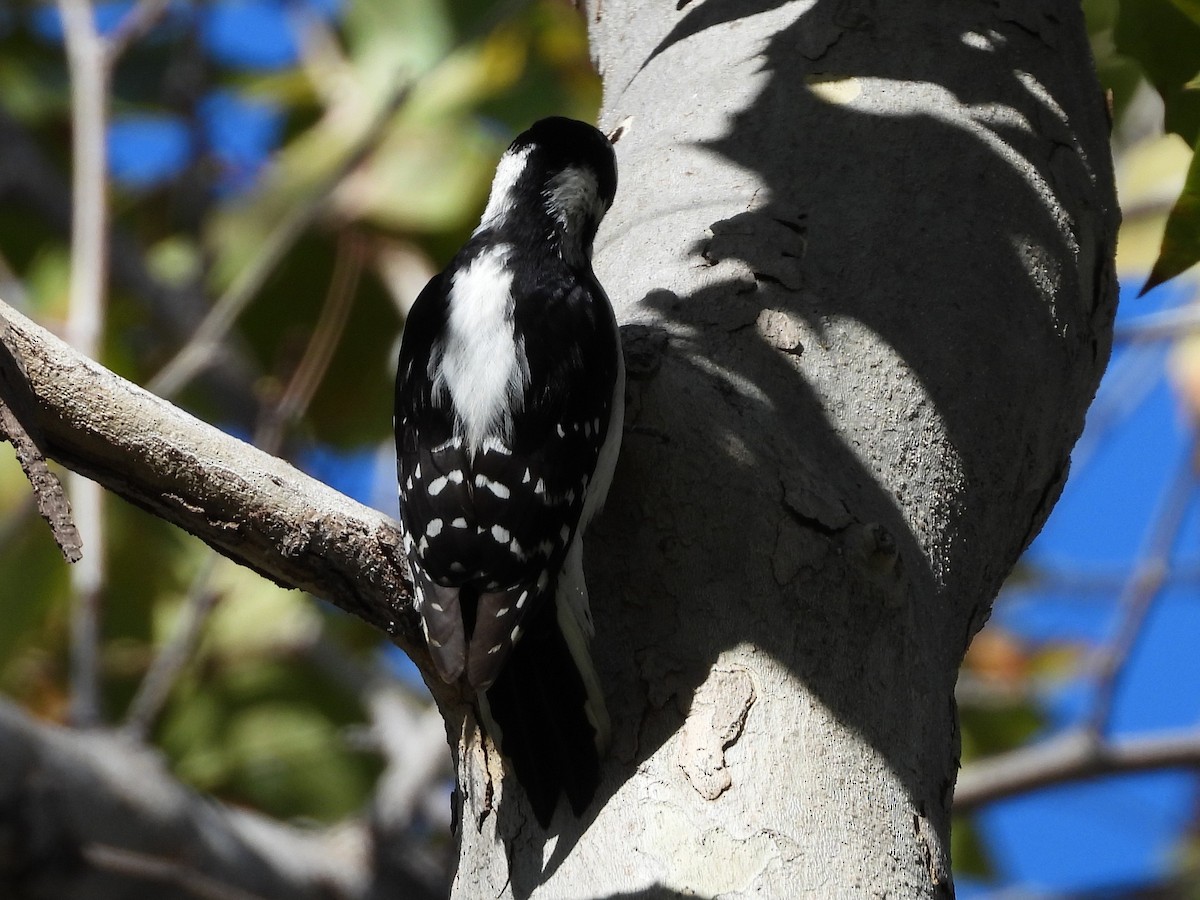 Downy Woodpecker - ML645510153