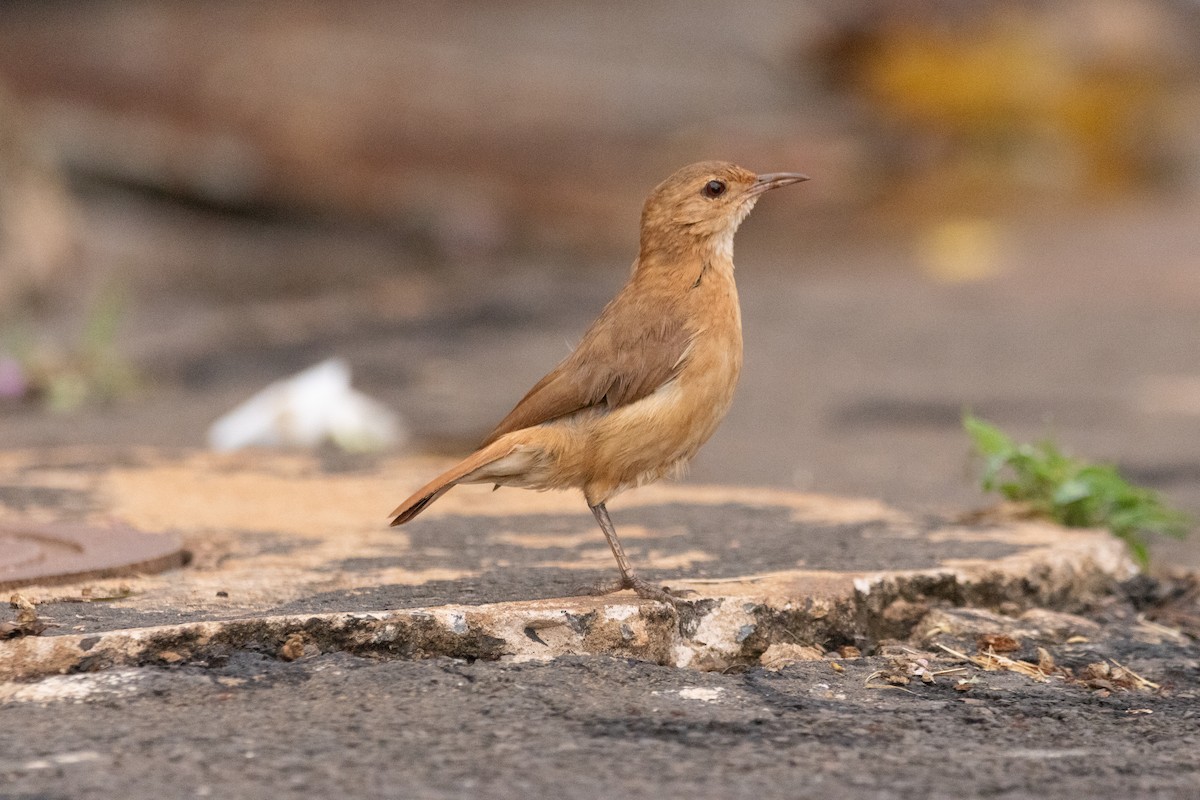 Rufous Hornero - ML645510154