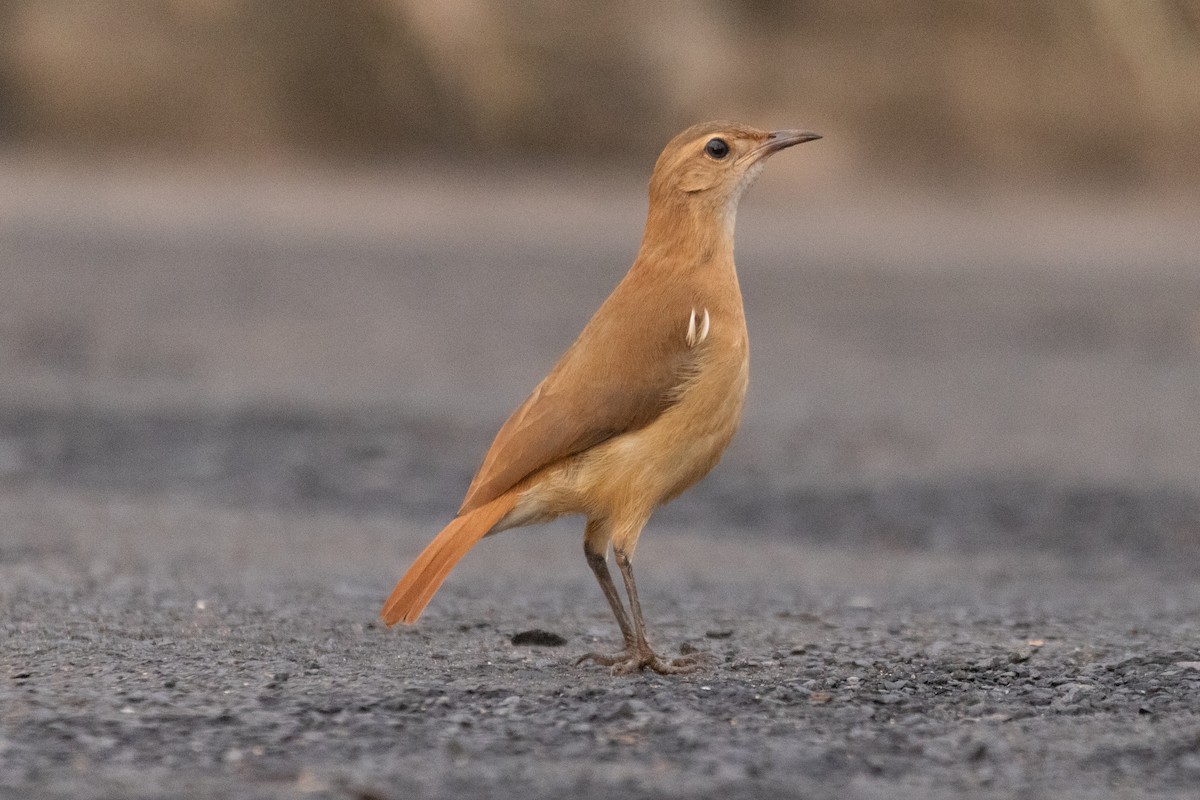 Rufous Hornero - ML645510155