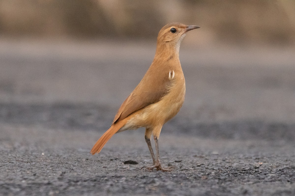 Rufous Hornero - ML645510156