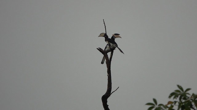 Hint Alaca Boynuzgagası - ML645510157