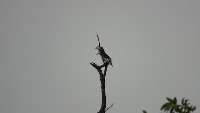 Hint Alaca Boynuzgagası - ML645510158