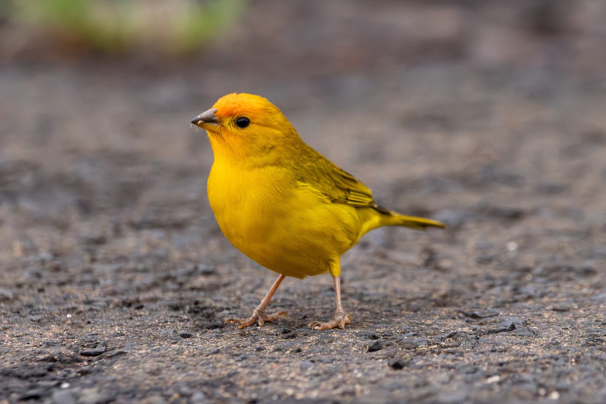 Saffron Finch - ML645510159
