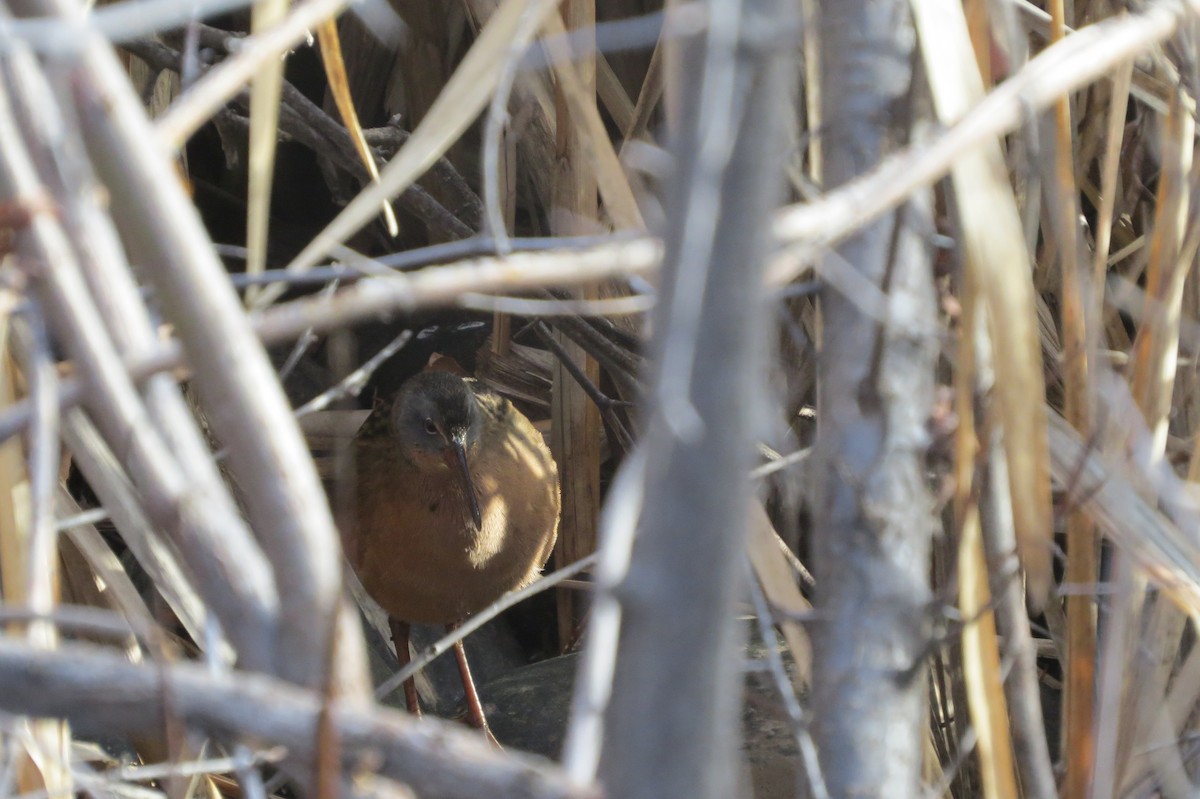 Пастушок віргінський - ML645510181