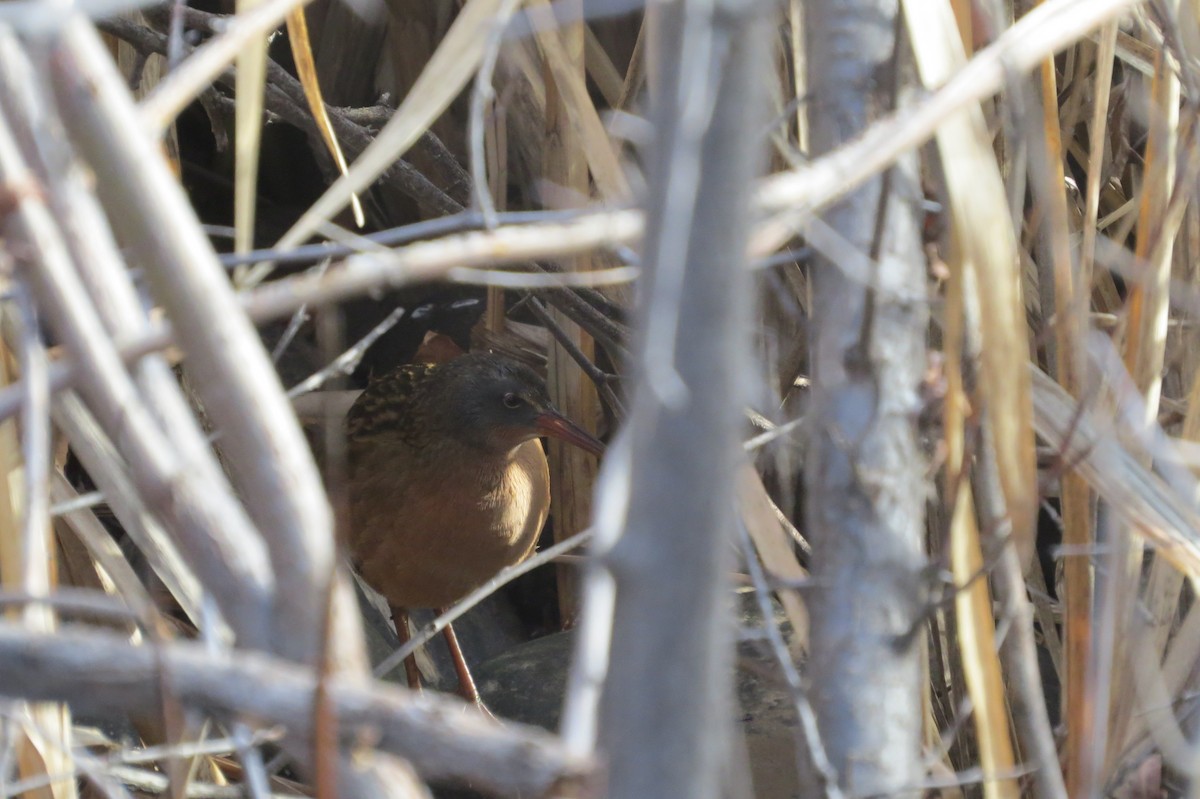 Пастушок віргінський - ML645510182