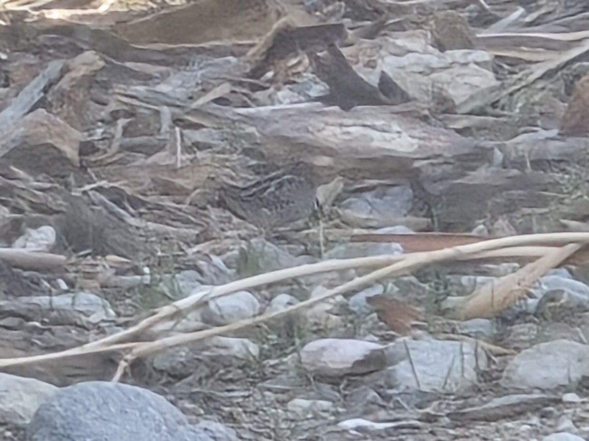 Wilson's Snipe - ML645510184