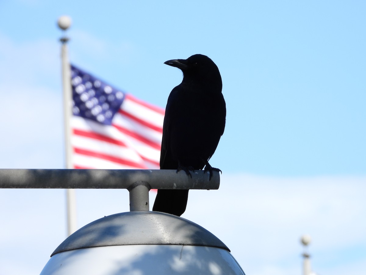 American Crow - ML645510189