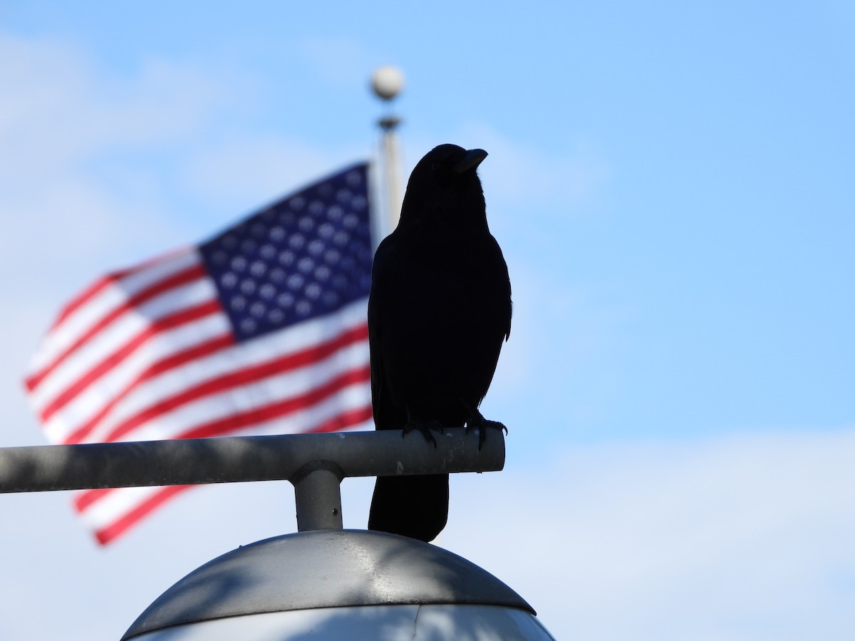 American Crow - ML645510190