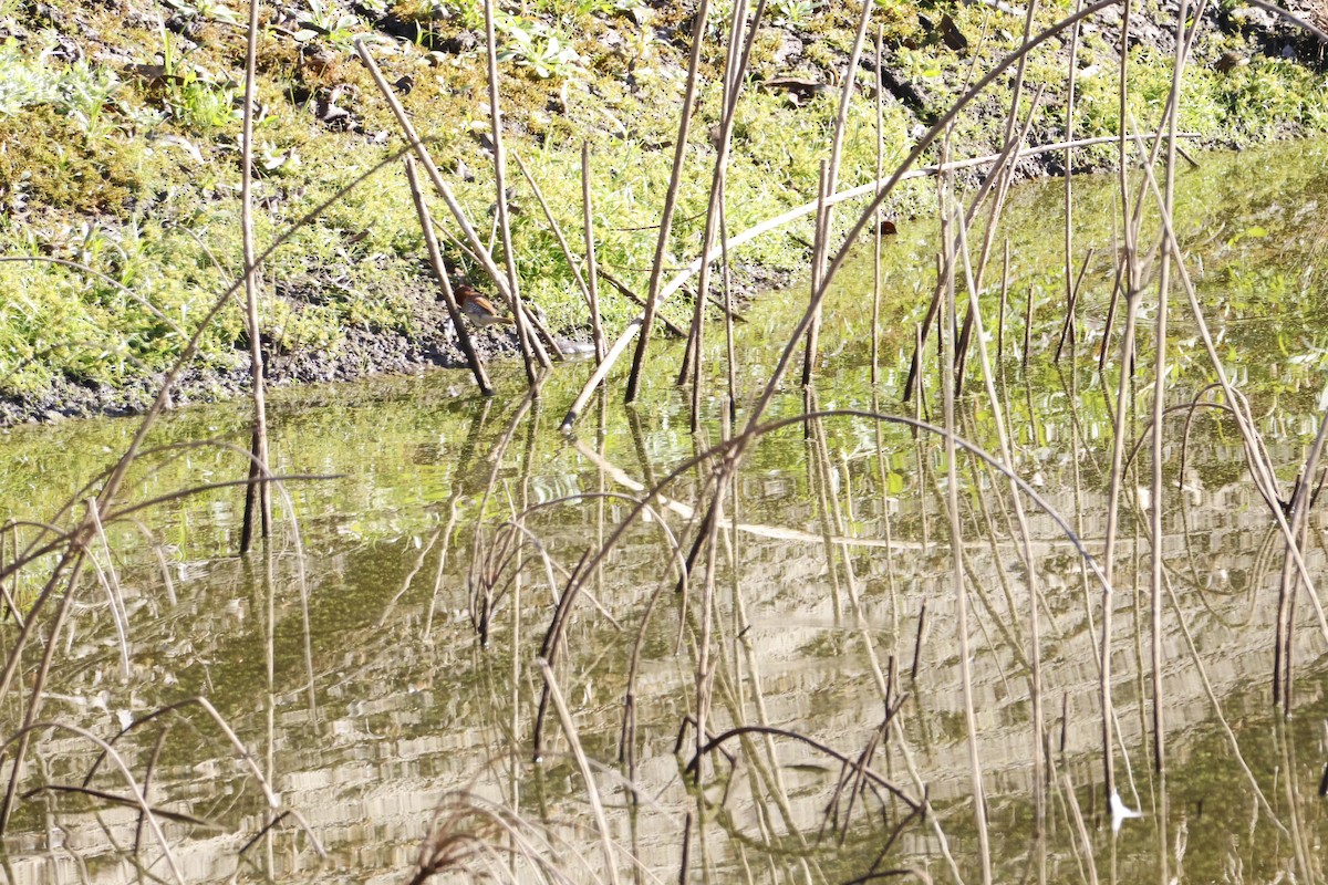 Muskatbronzemännchen - ML645510191