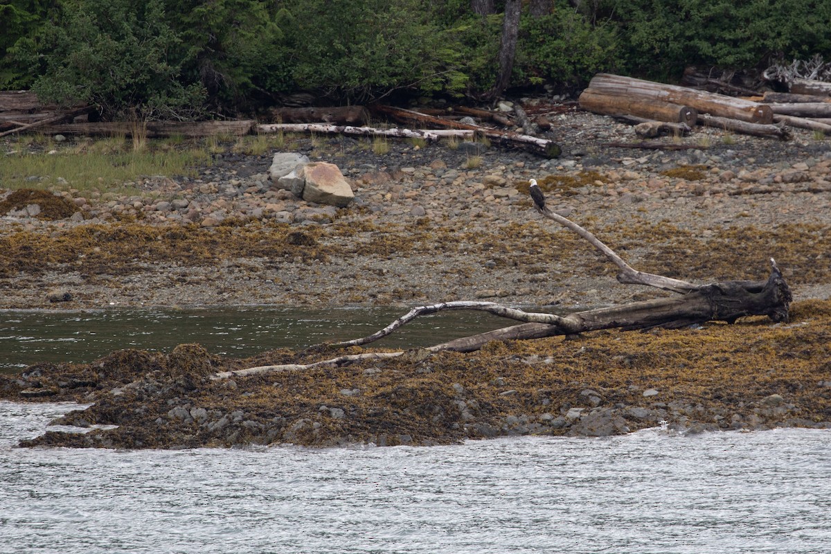 Bald Eagle - ML645510192