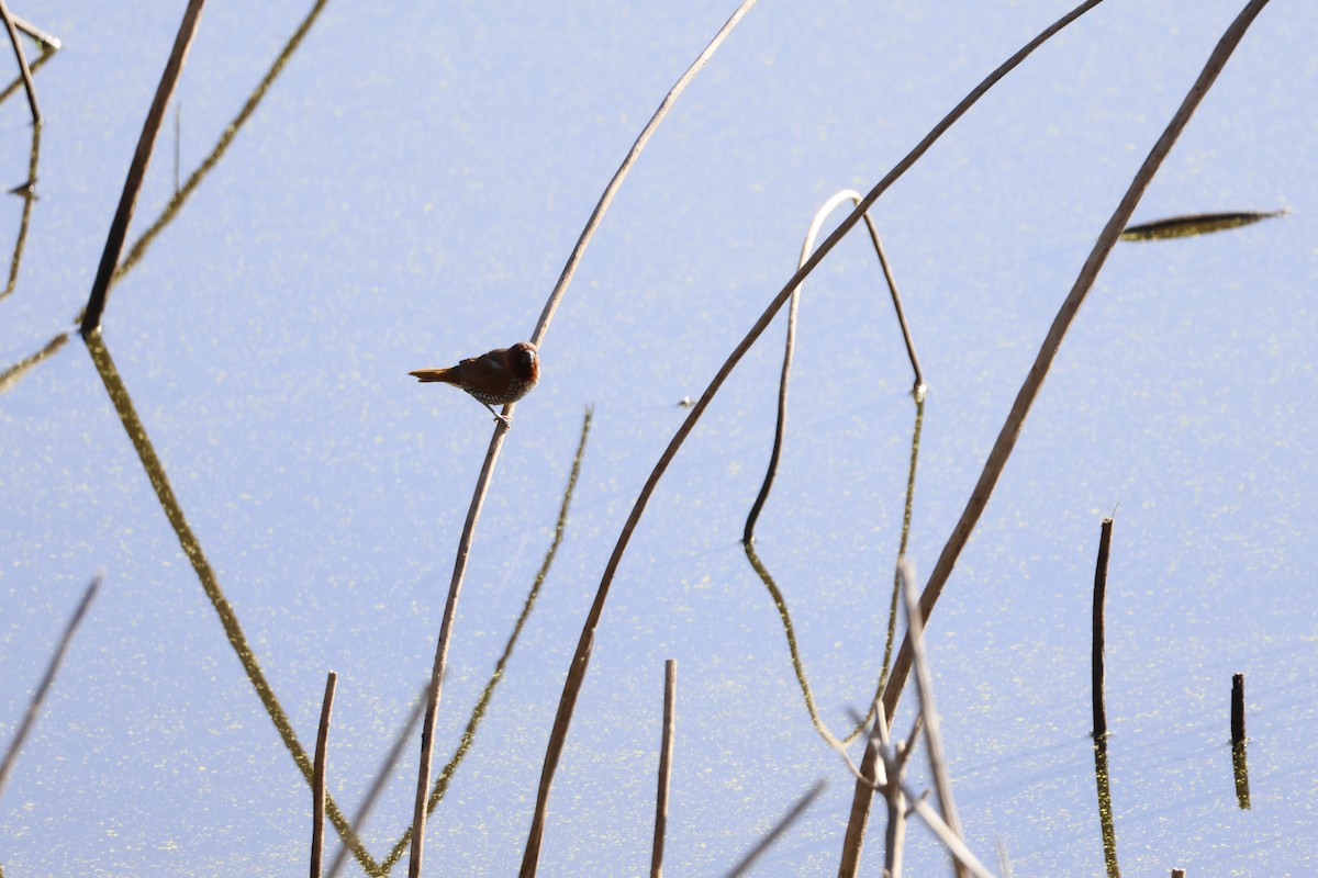 Muskatbronzemännchen - ML645510214