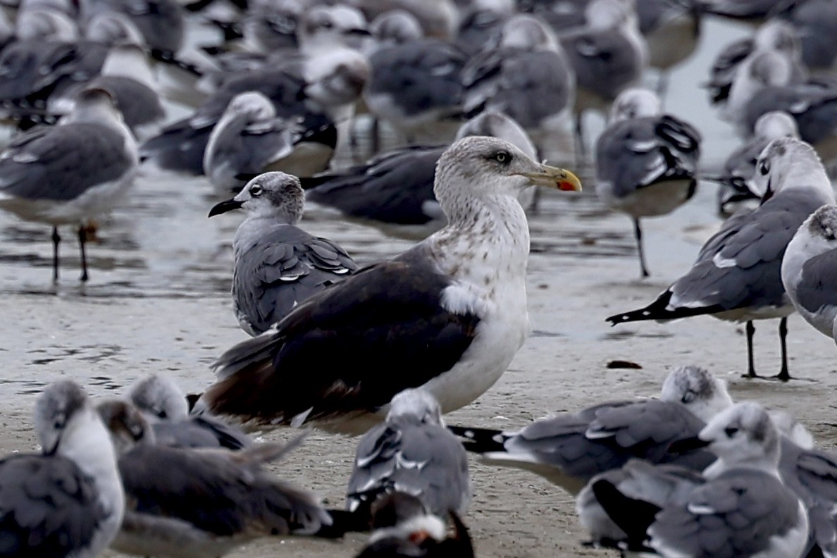 Lesser Black-backed Gull - ML645510223